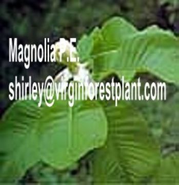Magnolia P.E. (Shirley At Virginforestplant Dot Com)